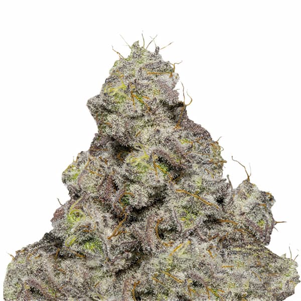 Blue Forestberry Auto graines > Growers Choice | Graines de cannabis auto  |  Sativa